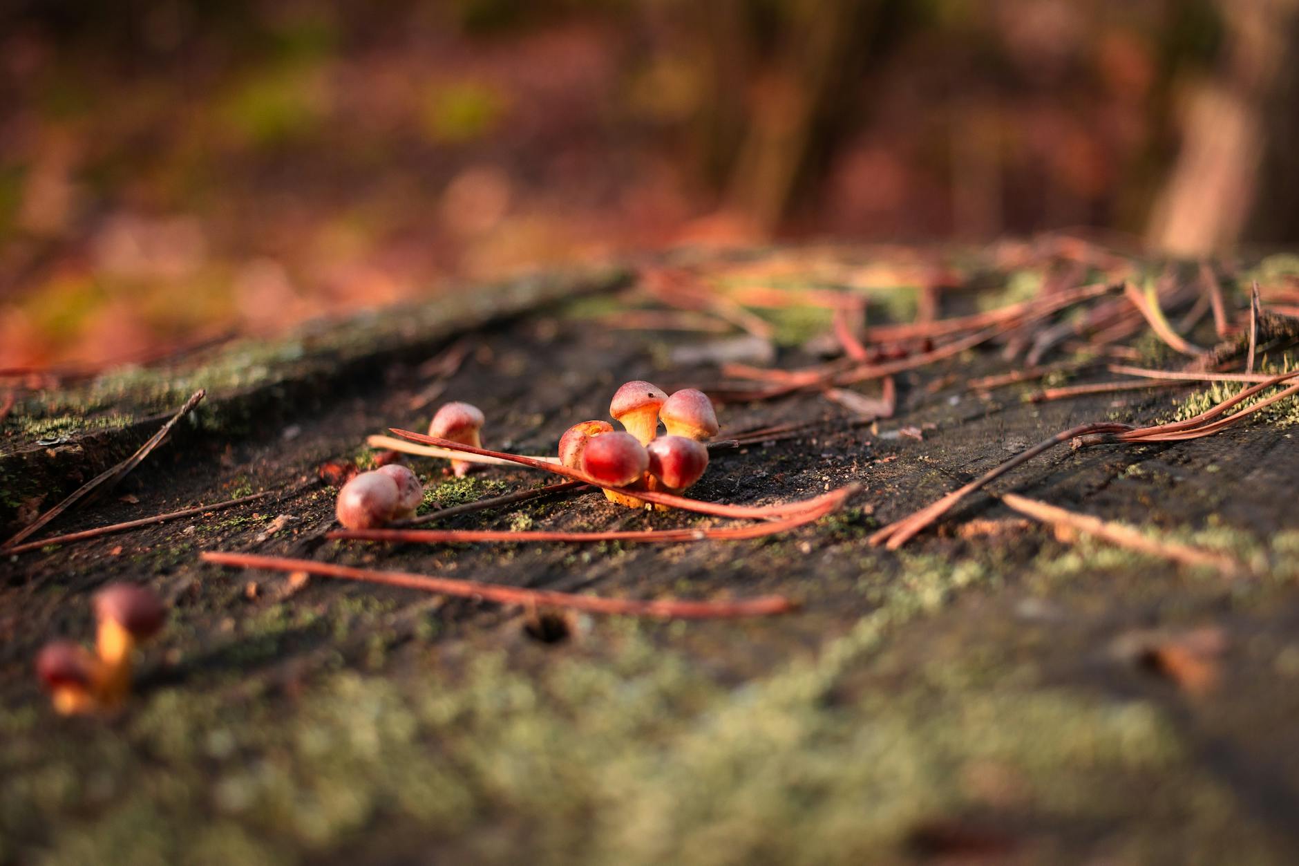 La forêt monumentale et Le monde dans un gland, l’œuvre qui réinvente le rapport à la nature