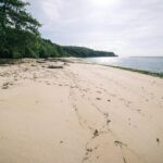 Plage tropicale ensoleillée en décembre avec palmiers et eaux turquoise