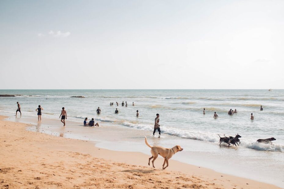 Chien en liberté sur une plage bretonne lors de vacances en famille