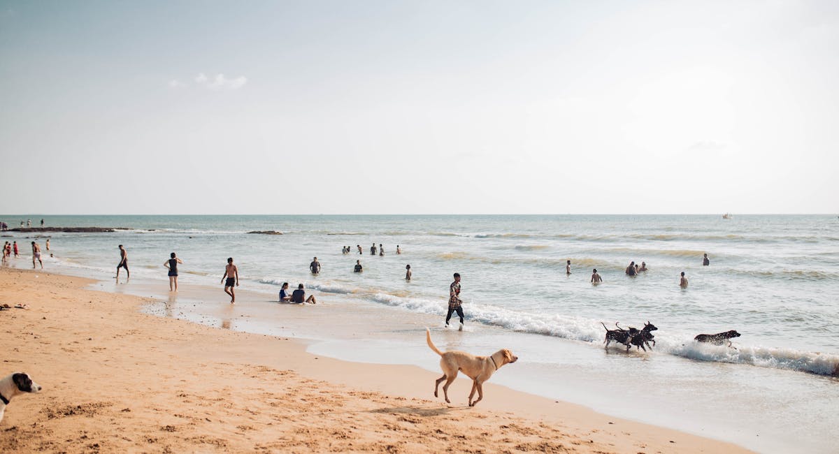 Où partir en vacances avec son chien en France sans mauvaise surprise ?