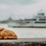 Chat roux dans une cage de transport ouverte, prêt pour les vacances