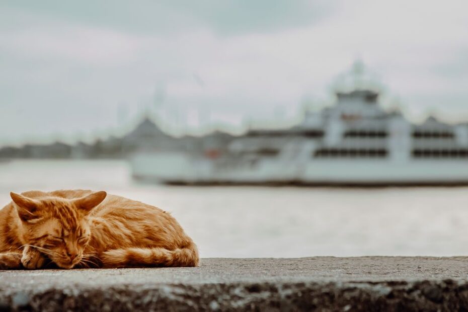 Chat roux dans une cage de transport ouverte, prêt pour les vacances