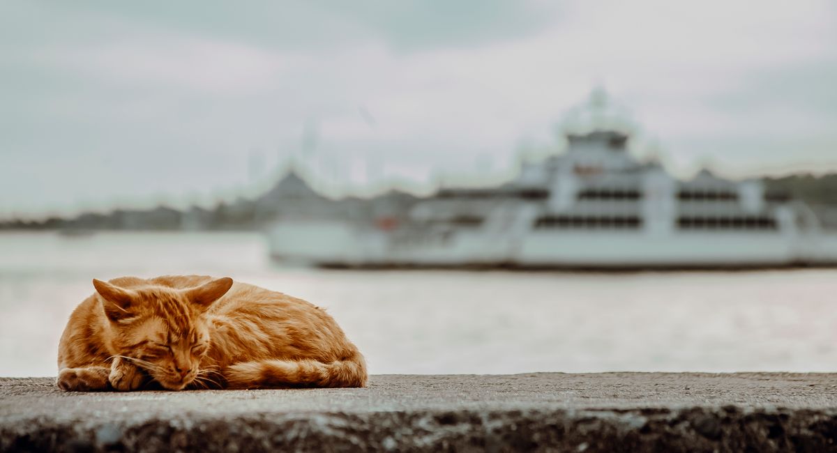 Partir avec son chat ou le laisser chez soi, le dilemme qui mérite une vraie réponse