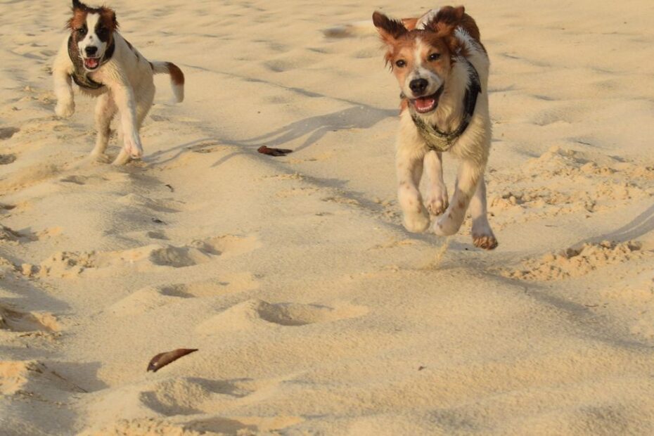 Chien golden retriever sur une plage italienne ensoleillée avec son maître