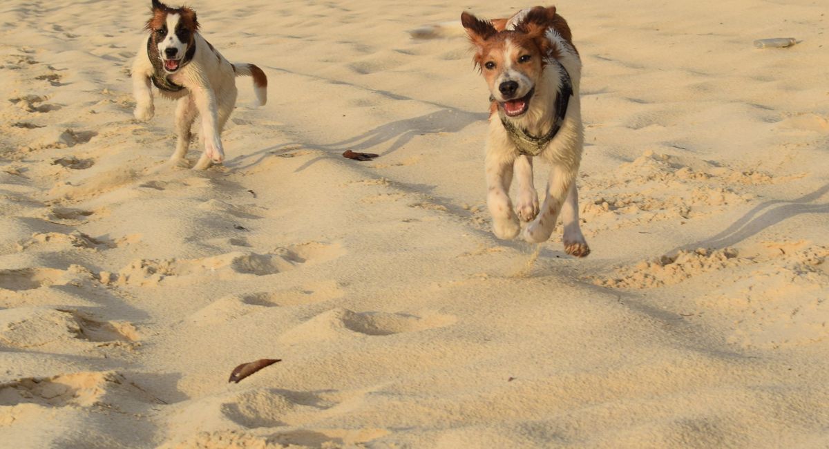 Voyager en Italie avec son chien sans stress ni mauvaise surprise