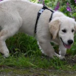 Chien creusant un trou dans un jardin de location en été