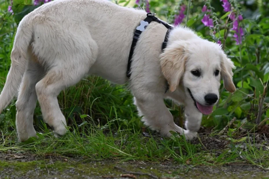 Chien creusant un trou dans un jardin de location en été