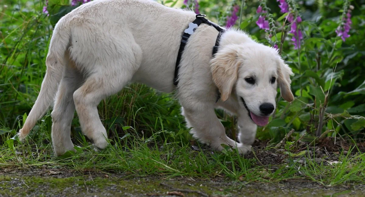 Quel répulsif choisir vraiment pour stopper un chien qui creuse en vacances ?