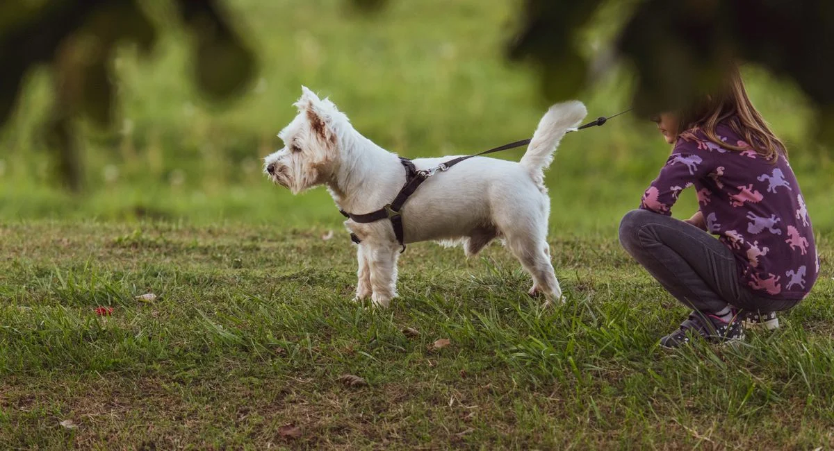 Illustration, répulsif pour empêcher un chien de creuser en vacances