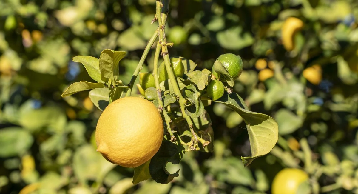 Illustration, voyage organisé pour la fête du citron à menton leclerc