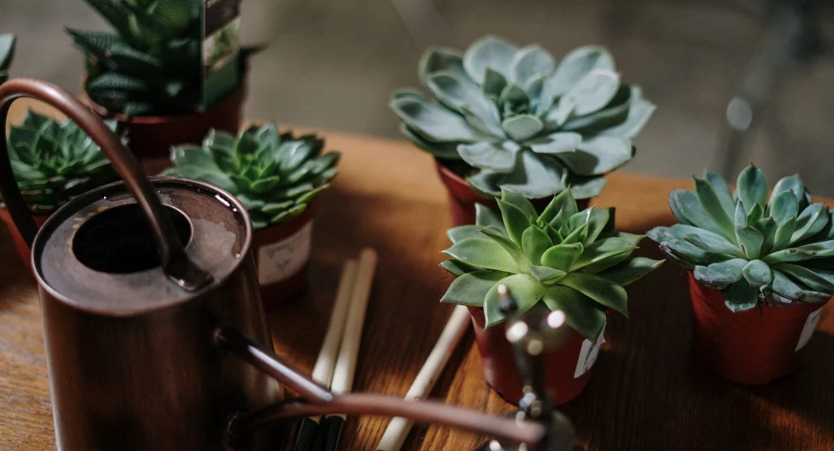 Close-up of succulents in pots with a watering can, ideal for indoor gardening themes.